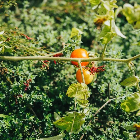 公寓式酒店 Dominoes Corfu