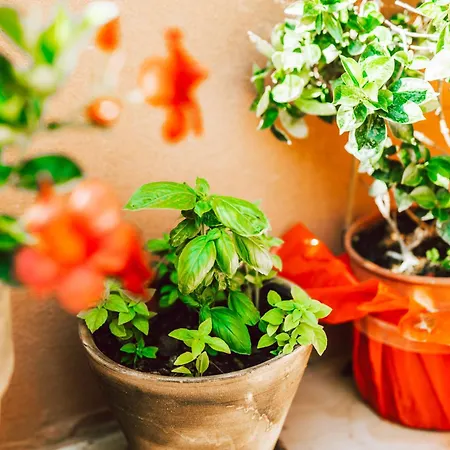 Dominoes Corfu Апарт-отель Ипсос